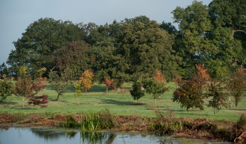 Cherry Tree Arboretum